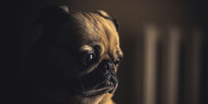 selective focus photography of fawn pug puppy