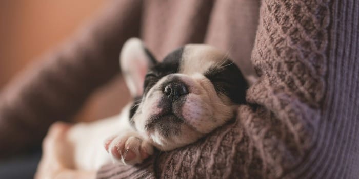 selective focus photography of puppy on sweater