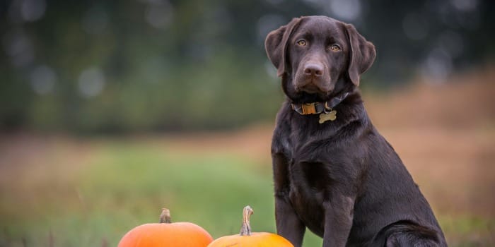 black dog sitting on grass