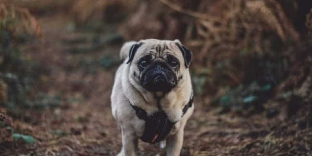 fawn pug standing between of bushes