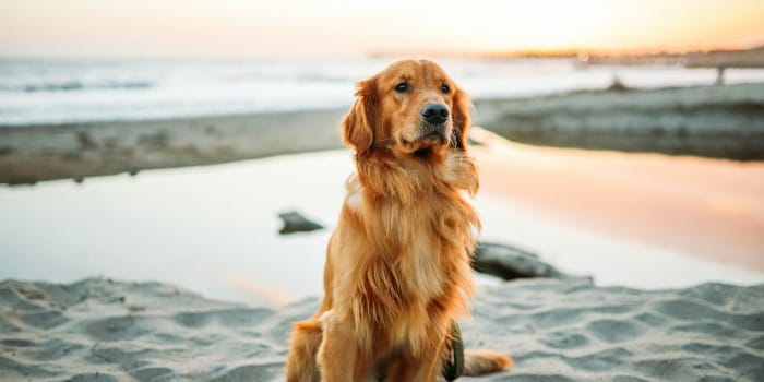 adult dog sitting on white sand near seashore