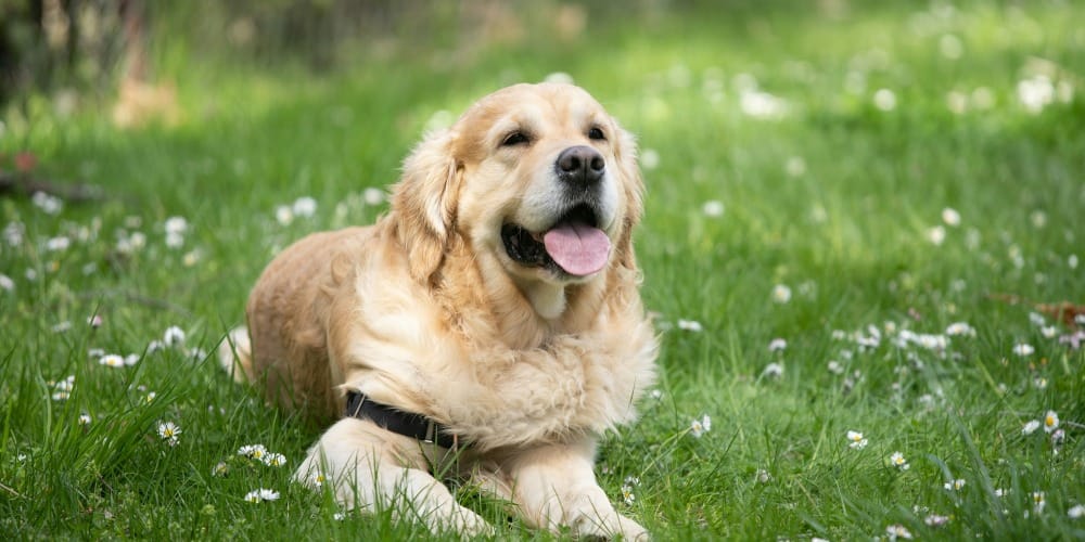 adult golden retriever sitting on green grass