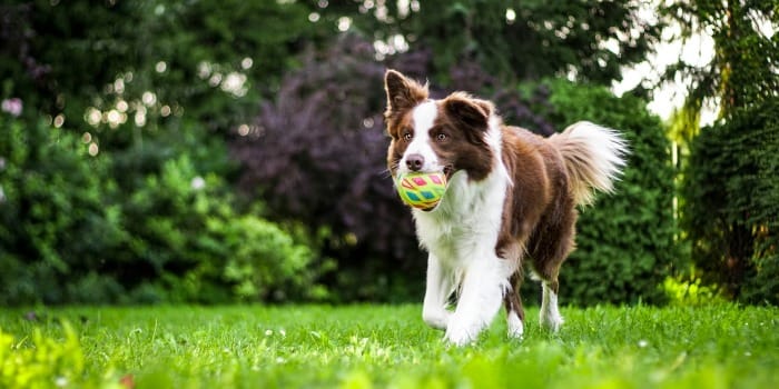 brown and white dog on grass