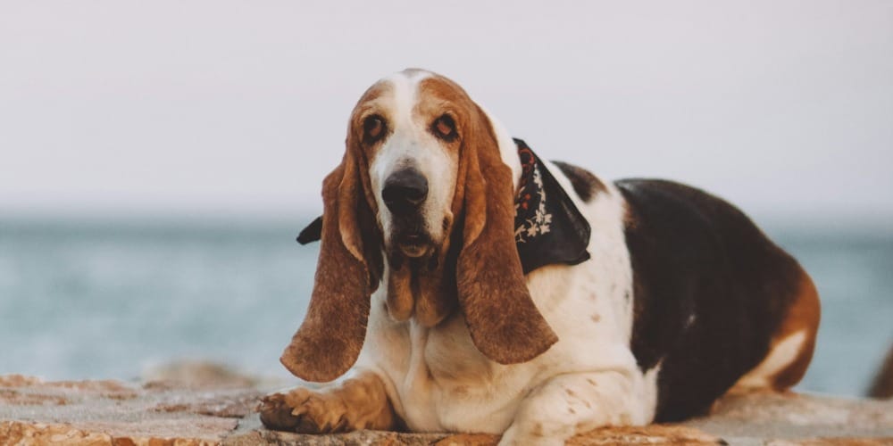 white, black, and white dog lying on brown rock wall