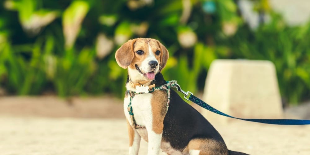 tricolor beagle on white sand during daytime