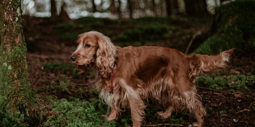 a brown dog standing next to a tree in a forest