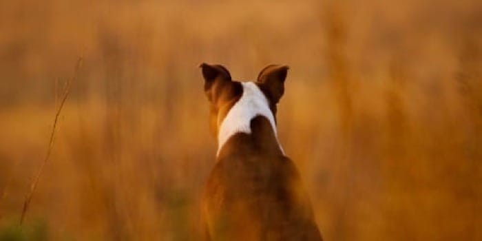 white and brown short coated dog