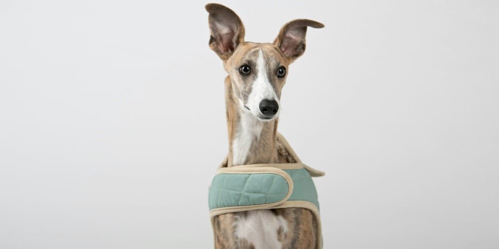 a brown and white dog wearing a green harness