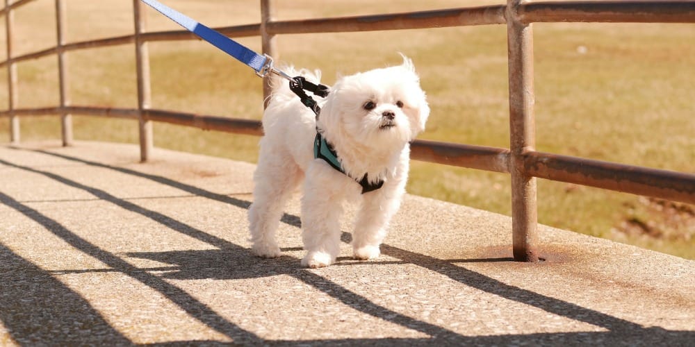 a small white dog walking on a leash