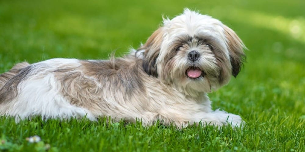 a small dog laying on top of a lush green field