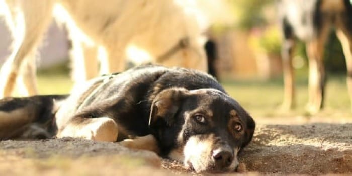 a dog laying on the ground in front of a group of dogs
