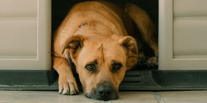 a large brown dog laying in a dog house