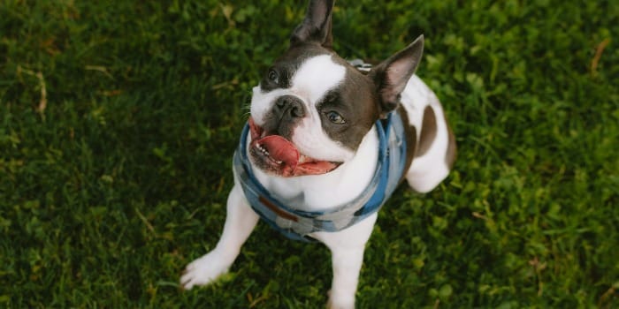 a small white and brown dog standing on top of a lush green field