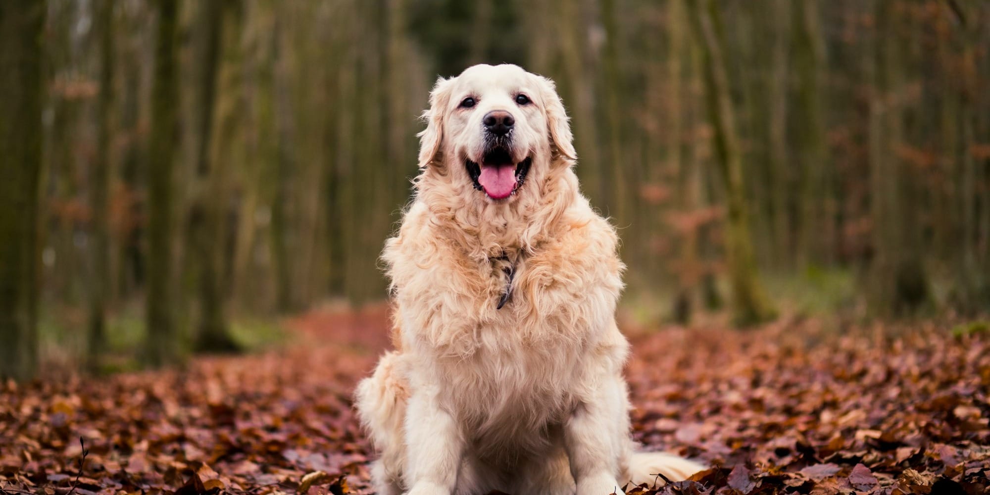 Senior Golden Retriever