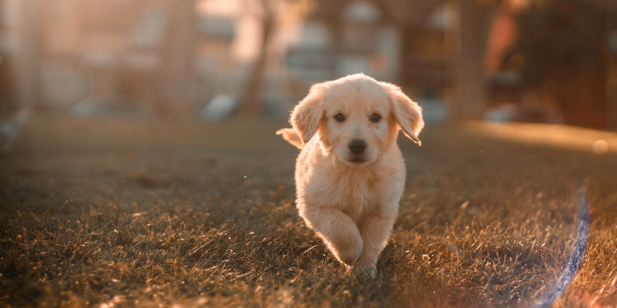 yellow golden retriever puppy running on field
