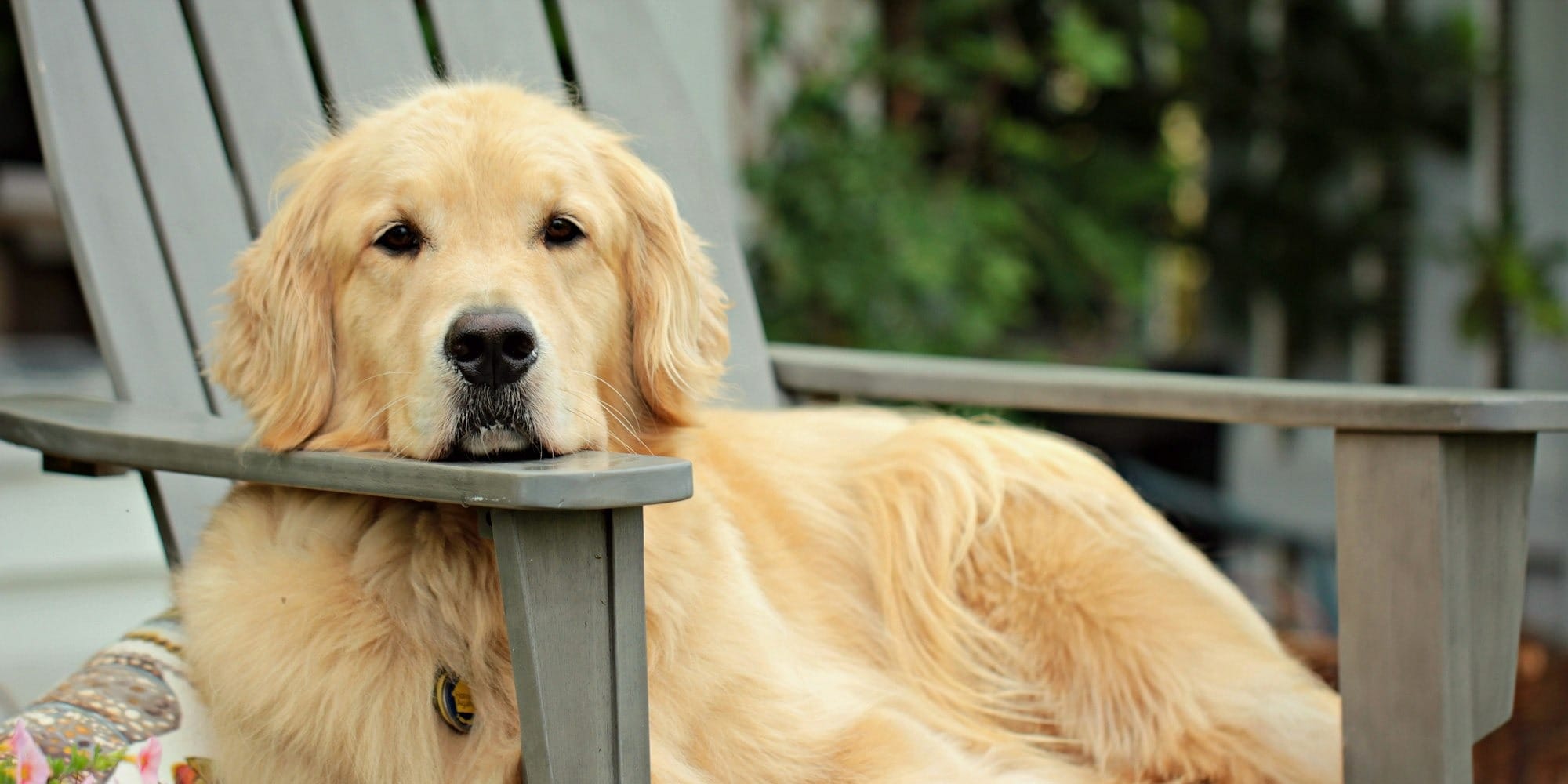 golden retriever puppy on grey wooden fence during daytime