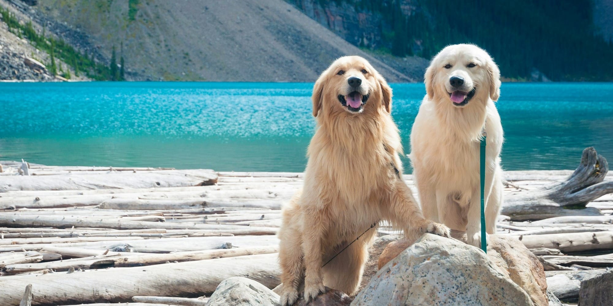two adult golden and light golden retrievers on rock during day