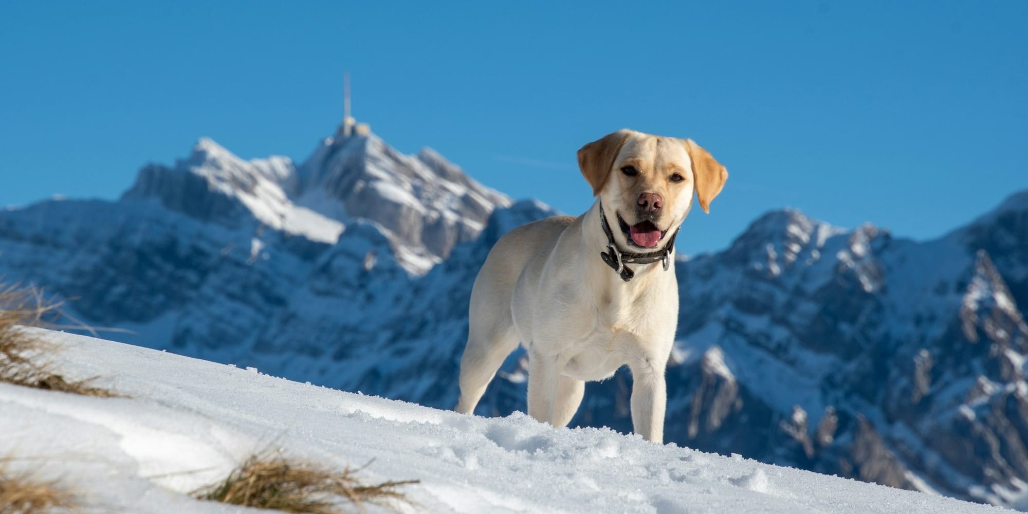 Take time to meet potential dogs to find the right match for your lifestyle