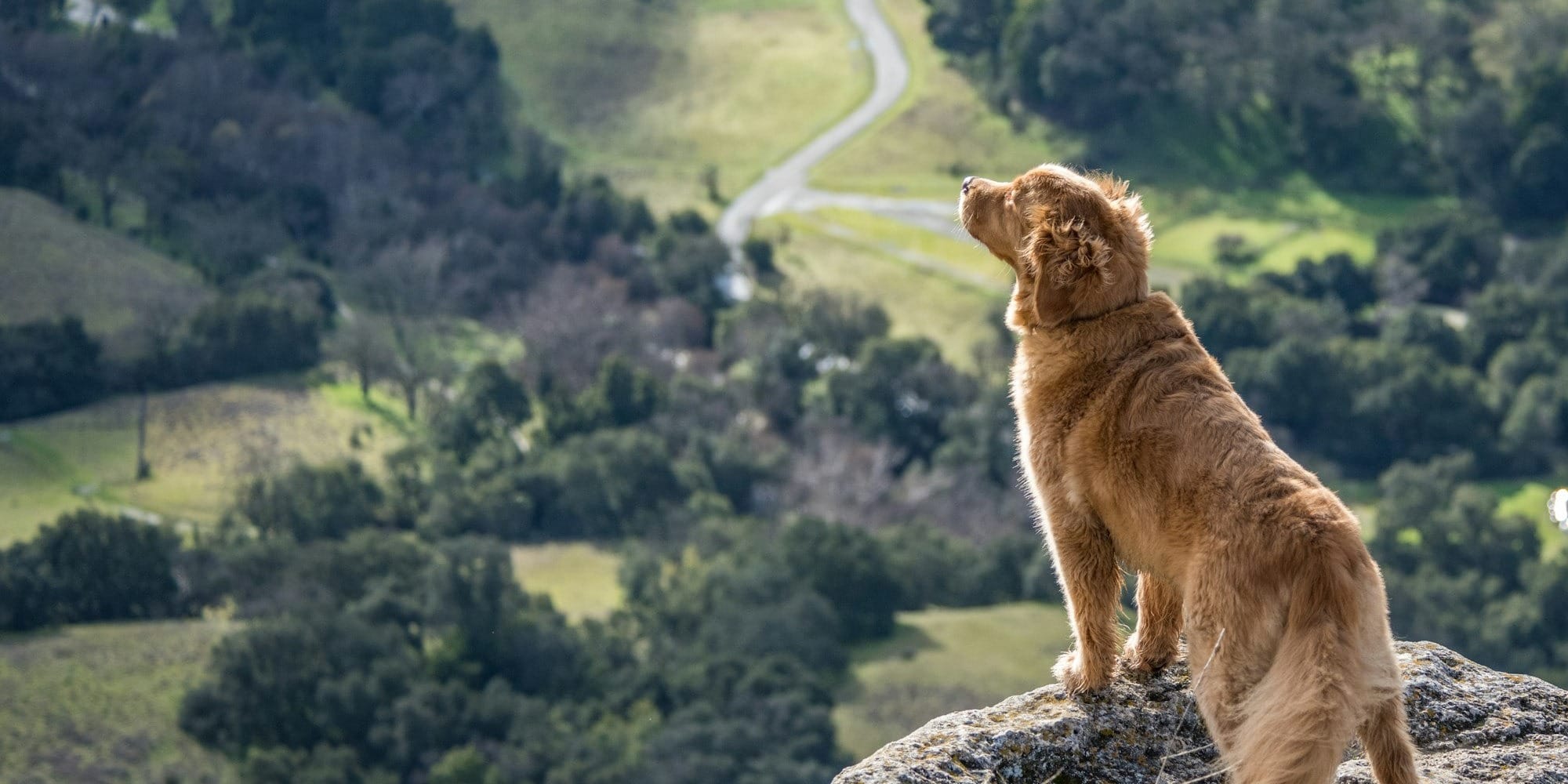 short-coated brown dog on gray cliff