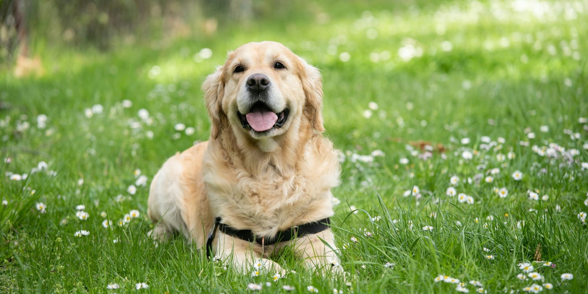 medium short-coated white dog lying on green grass field