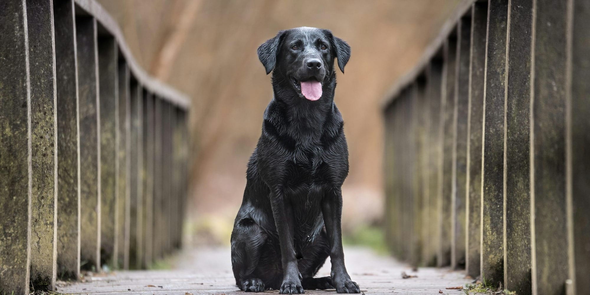 black short-coated dog sitting in between concrete railings during daytime