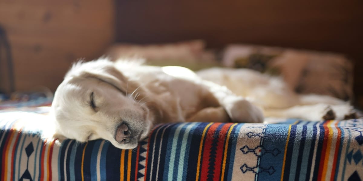 Senior golden retriever panting at night while drinking water from bowl in cozy U.S. home