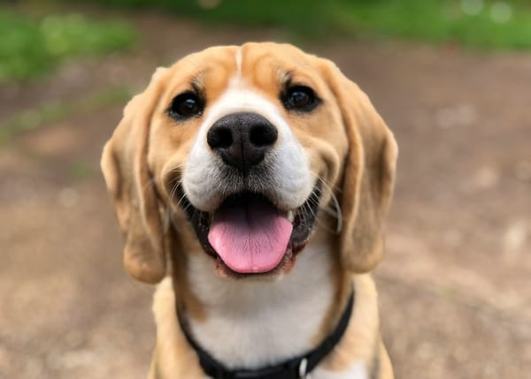 The Best Pets for Seniors in the United States