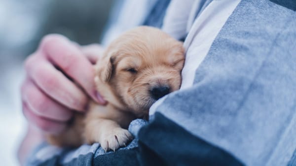 Affordable veterinary care for seniors with dogs in the U.S