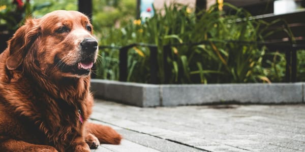 Senior golden retriever showing early signs of canine dementia looking confused indoors