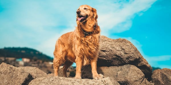 Average Life Expectancy of a Golden Retriever