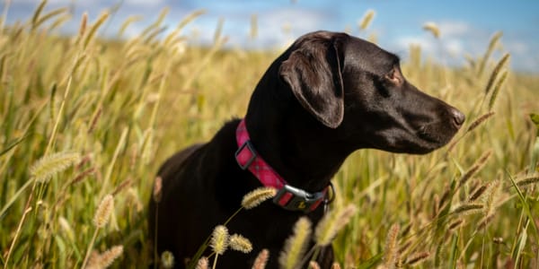 What Is the Most Common Cause of Death for Labrador Retrievers?